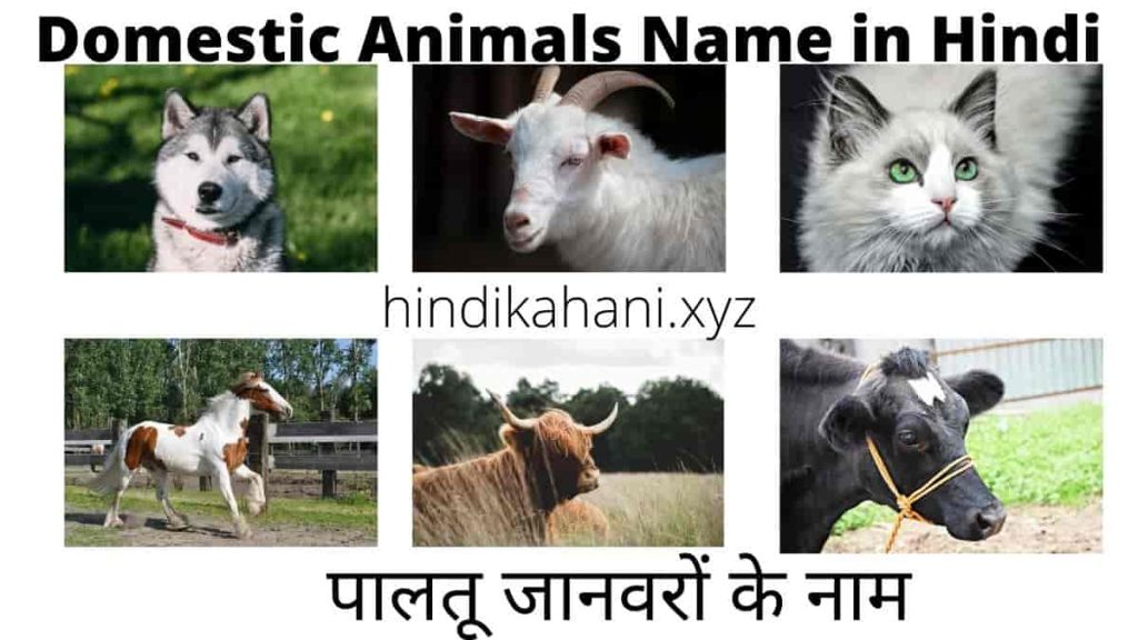 Domestic Animals Name In Hindi Hindi Kahani